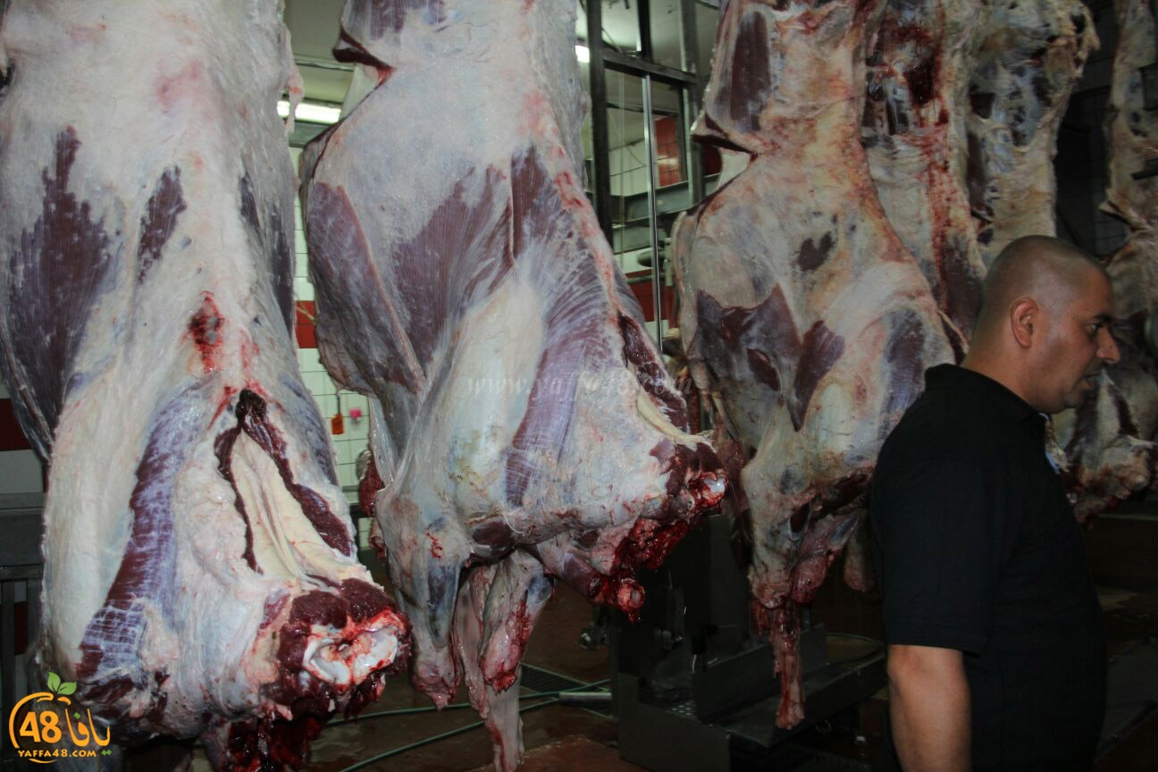 jam3iya yaffa 3ojolej (20).jpg